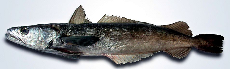 Merluccius senegalensis_04.jpg